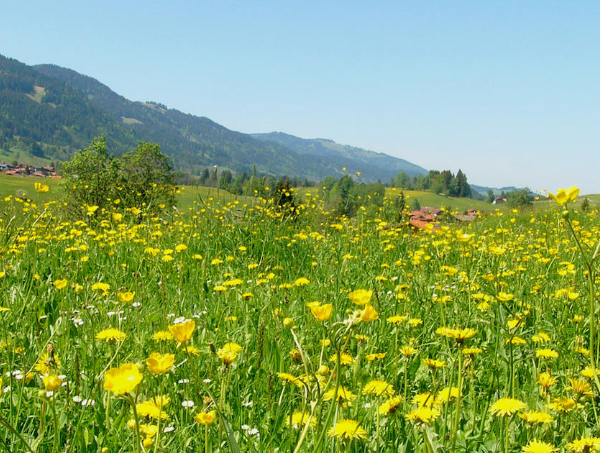 From Dairy Farm to Diesel Fuel